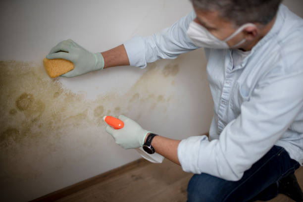 Best Mold Removal Process  in Accokeek, MD