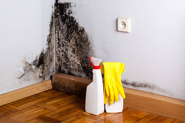 Attic Mold Removal in Accokeek, MD