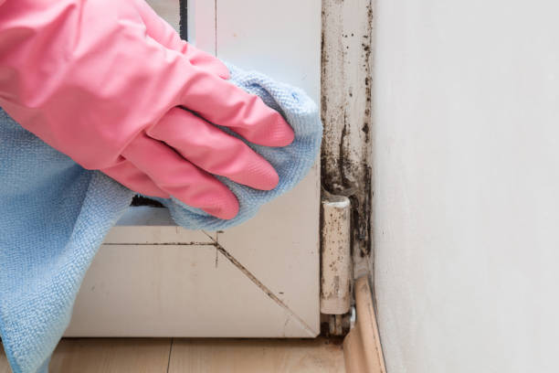 Attic Mold Removal in Accokeek, MD